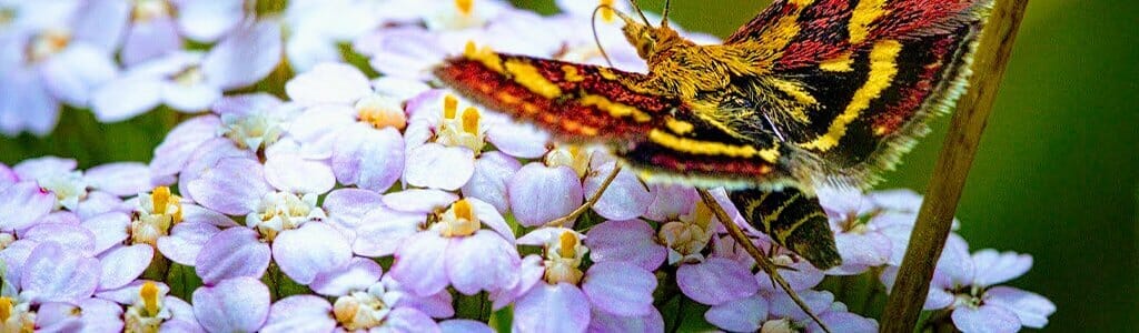 Flor valeriana Flor valeriana