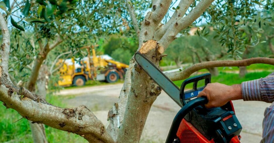 Poda De Árboles Con Motosierra