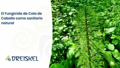 Dreiskel Biodinámica - El Fungicida De Cola De Caballo Como Fitosanitario Natural