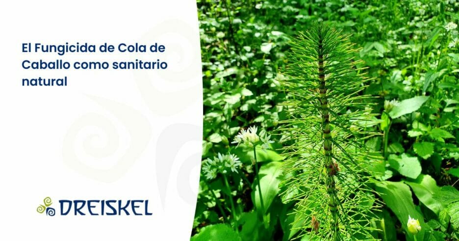 Dreiskel Biodinámica - El Fungicida De Cola De Caballo Como Fitosanitario Natural