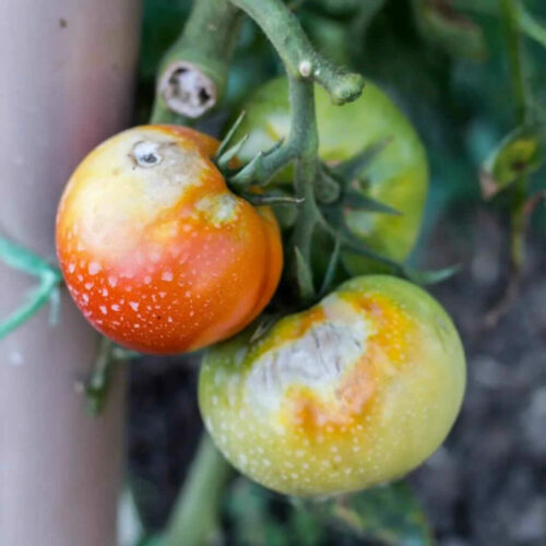 Dreiskel Biodinamica - Azufre Mineral - Tomates Con La Enfermedad De Moteado