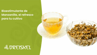 Dreiskel Biodinámica - Bioestimulante De Manzanilla, El Refresco Para Tu Cultivo