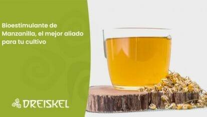 Dreiskel Biodinámica - El Bioestimulante De Manzanilla, El Mejor Aliado De Tu Cultivo Este Verano