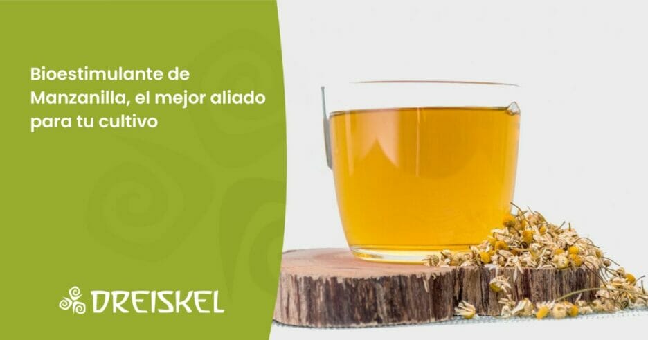 Dreiskel Biodinámica - El Bioestimulante De Manzanilla, El Mejor Aliado De Tu Cultivo Este Verano