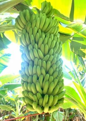 Piña De Plátanos Demeter, Laureles De La Mangla De Dreiskel