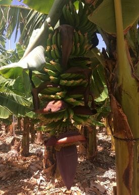 Platanera Laureles De La Mangla De Dreiskel