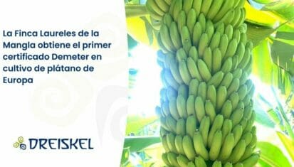 Dreiskel Biodinámica - La Finca Laureles De La Mangla Obtiene El Primer Certificado Demeter En Cultivo De Plátano De Europa