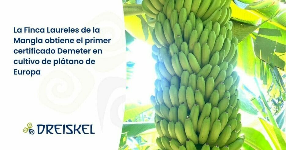 Dreiskel Biodinámica - La Finca Laureles De La Mangla Obtiene El Primer Certificado Demeter En Cultivo De Plátano De Europa