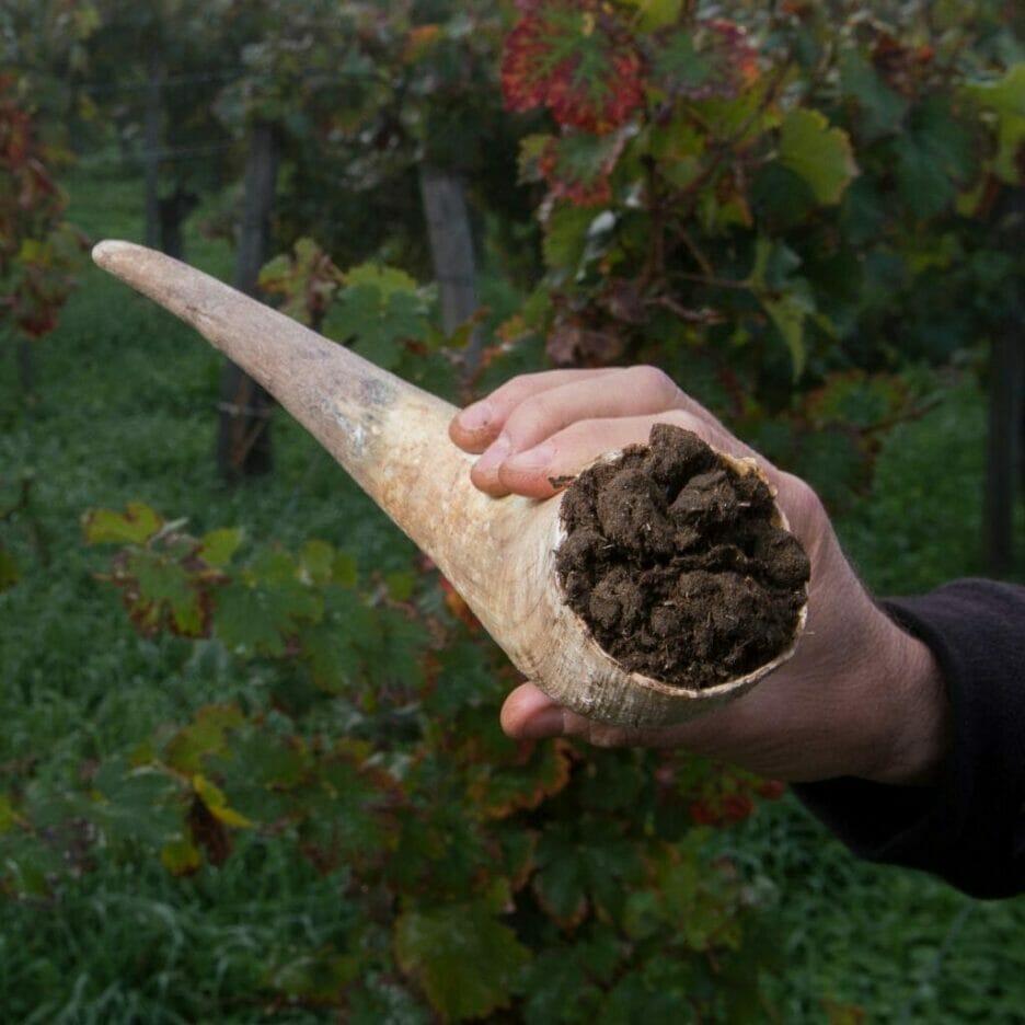 Elaboración Preparado De Boñiga Con Cuerno De Vaca