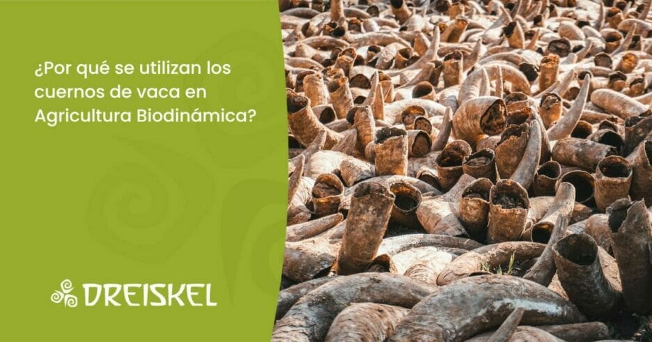 Dreiskel Biodinámica - ¿Por Qué Se Utilizan Los Cuernos De Vaca En Agricultura Biodinámica?