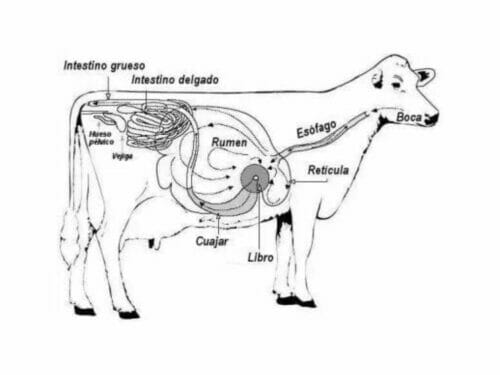 Sistema Digestivo De La Vaca