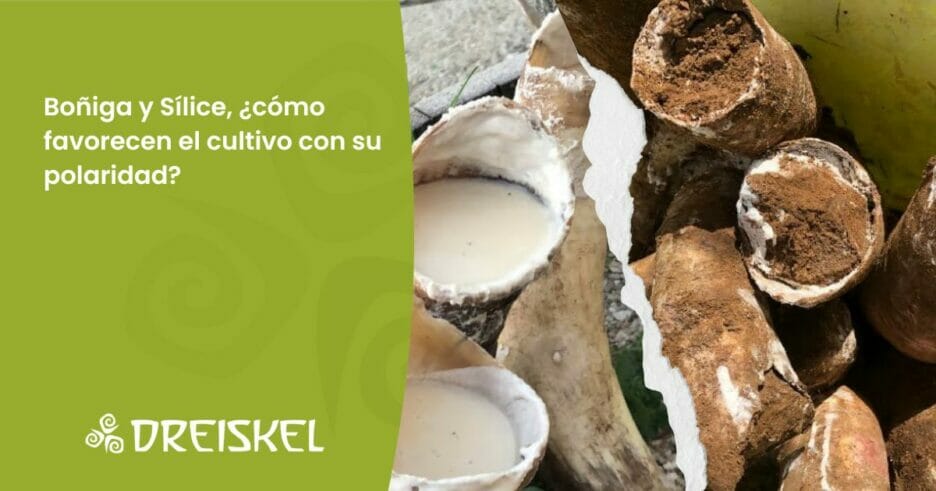 Dreiskel Biodinámica - Boñiga Y Sílice, ¿Cómo Favorecen El Cultivo Con Su Polaridad?