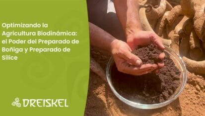Dreiskel Biodinámica - Optimizando La Agricultura Biodinámica: El Poder Del Preparado De Boñiga Y Preparado De Sílice