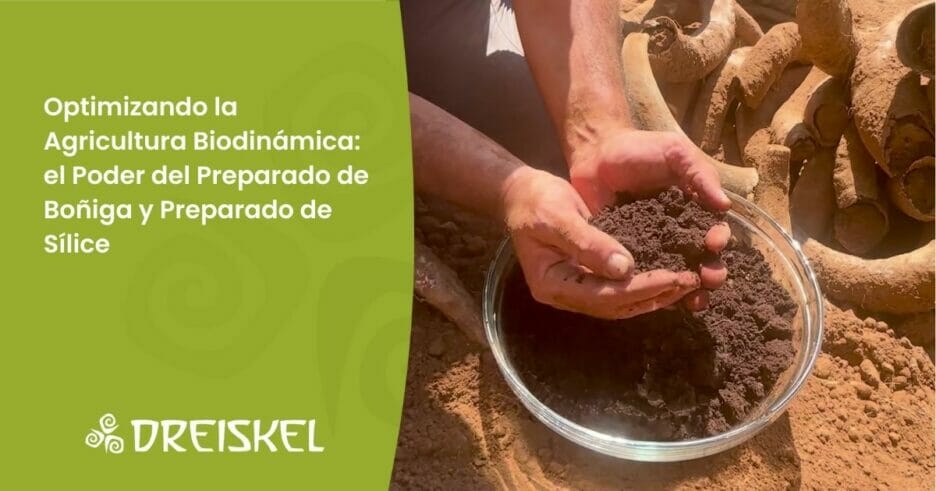 Dreiskel Biodinámica - Optimizando La Agricultura Biodinámica: El Poder Del Preparado De Boñiga Y Preparado De Sílice