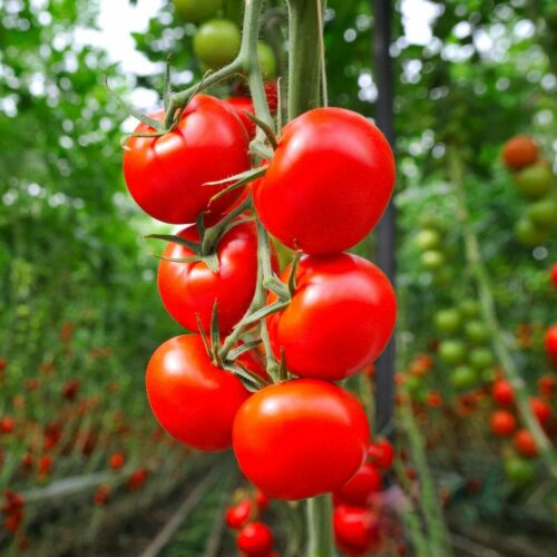 Tomatera Con Tomates Rojos