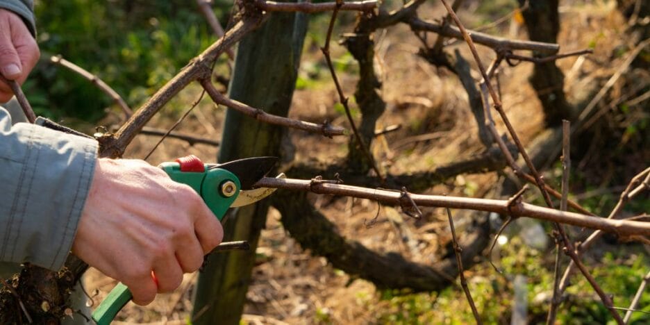 Mano Firme Usando Tijeras Para Podar Una Rama De Un Árbol