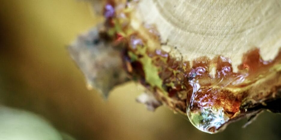 Gota De Savia En El Corte Del Tronco Después De La Poda De Árboles