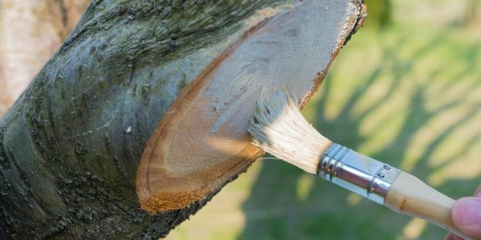 Pincel Aplicando Pasta Cicatrizante En Corte De Poda En Tronco De Un Árbol 