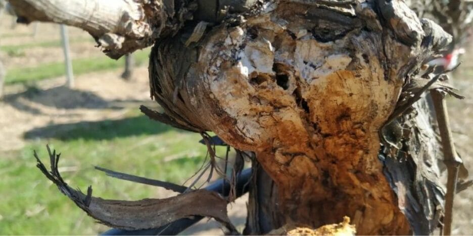 Tronco De Árbol Podrido Por Enfermedad Fúngica De Yesca 