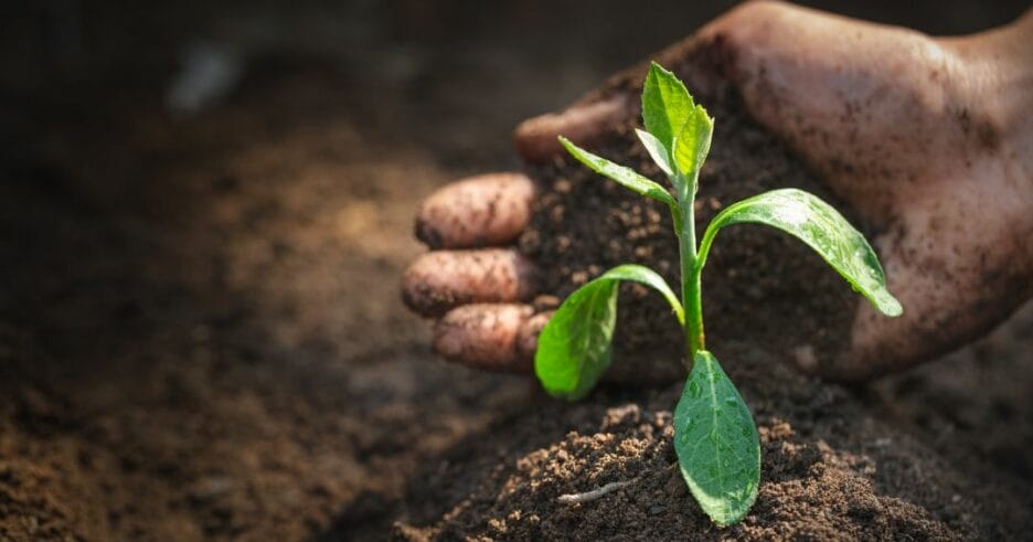 Mano Cogiendo Tierra De Cultivo