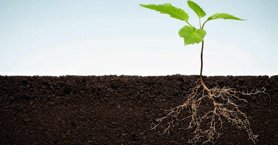 Crecimiento Radicular De Una Planta. La Fertilidad Del Suelo Potencia El Crecimiento De Las Raíces