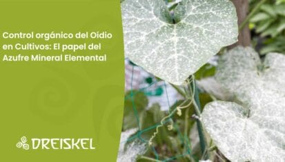 Dreiskel Biodinámica - Control Orgánico Del Oídio En Cultivos: El Papel Del Azufre Mineral Elemental