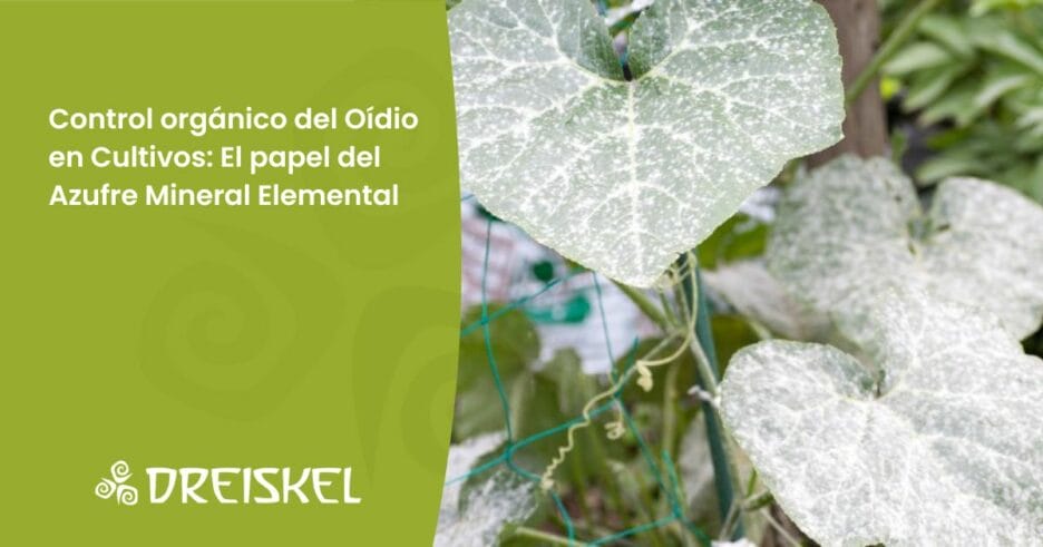 Dreiskel Biodinámica - Control Orgánico Del Oídio En Cultivos: El Papel Del Azufre Mineral Elemental