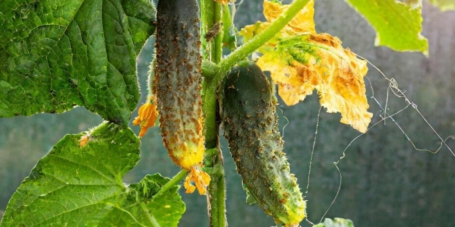 Planta De Pepino Afectada Por Hongos