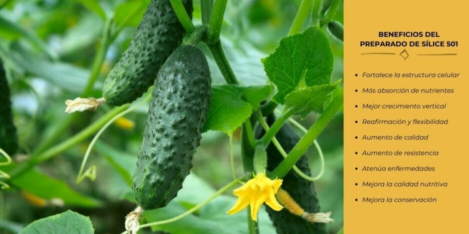 Planta De Pepino Sana Con Flor, Follaje Y Fruto Tratado Con Sílice