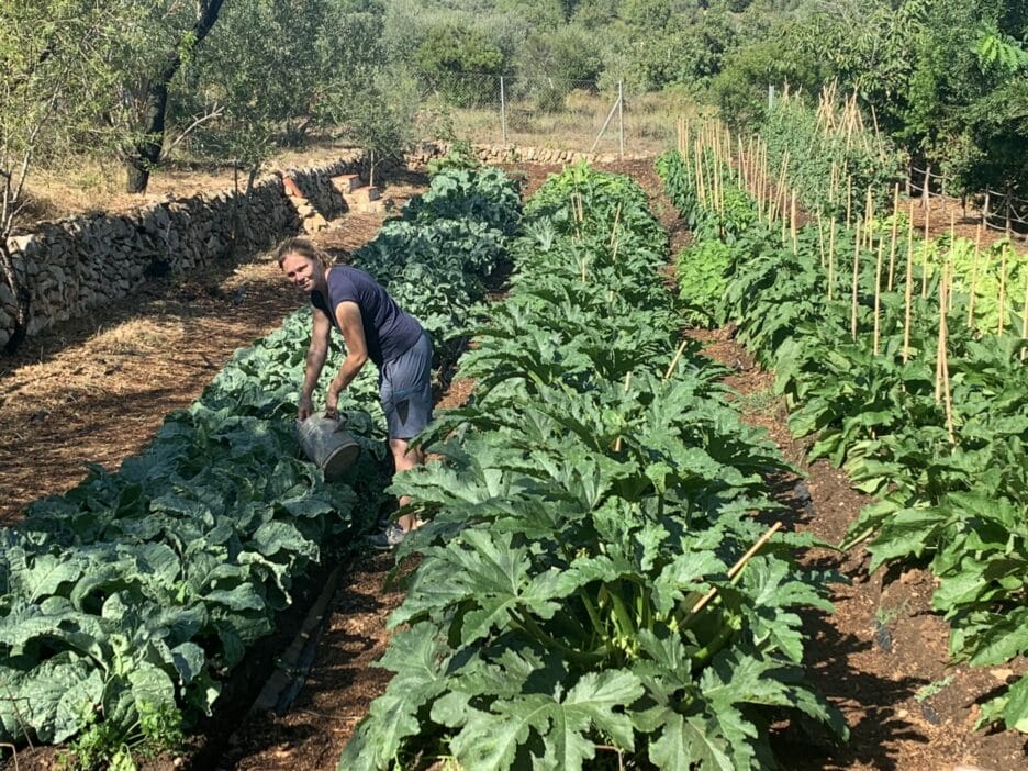 Dreiskel Biodinámica - Humus: Desbloquea el Poder y el Secreto de la Vida en tu Suelo - IMG 3567 3