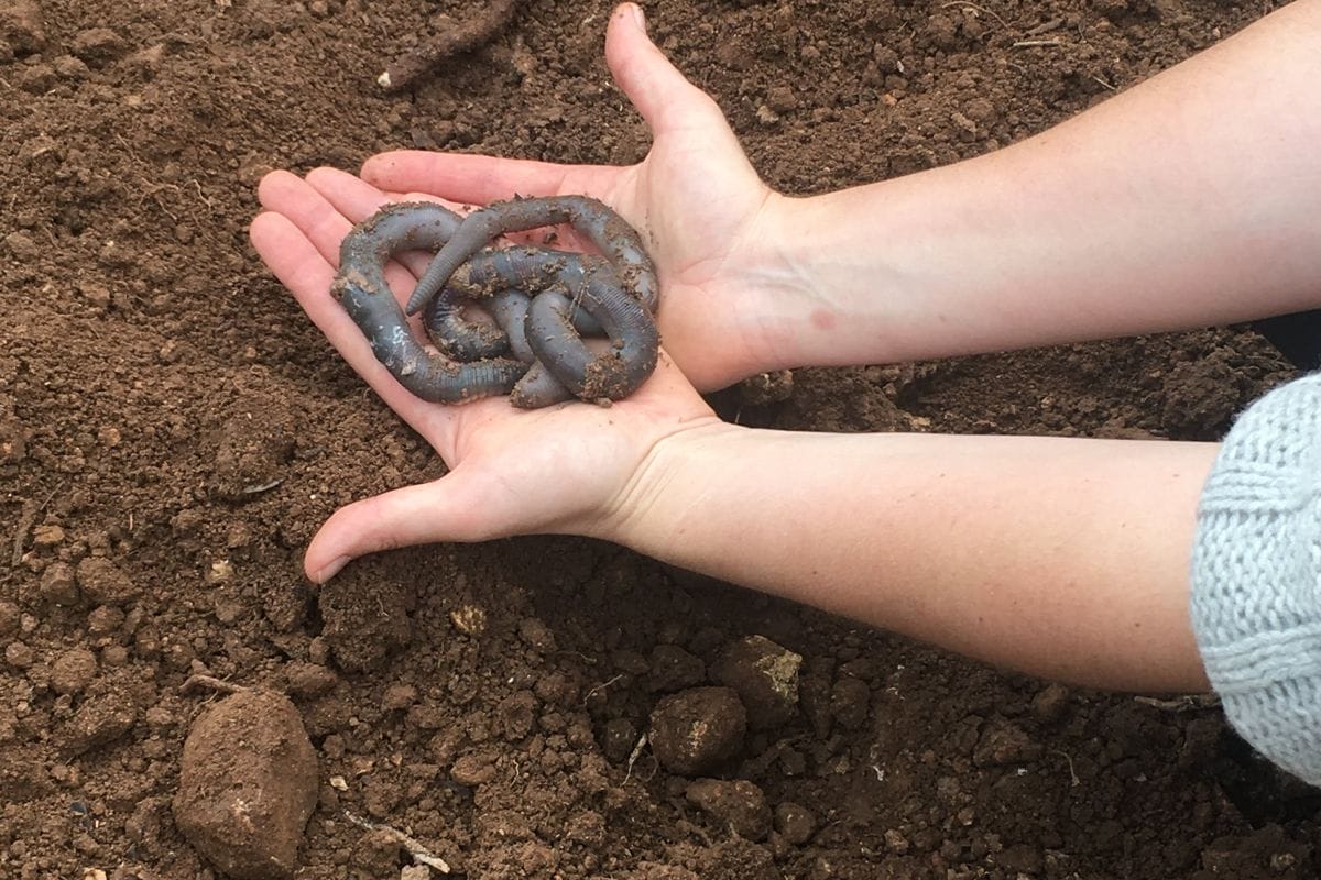 lombrices suelo vivo h Lombrices de tierra sostenidas en la mano sobre suelo oscuro y húmedo